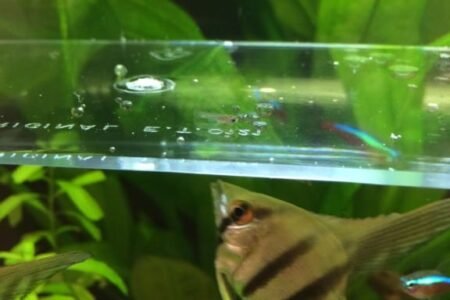 7 baby guppen 3 volwassen guppen