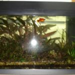 Een bakje met Platys en Vuurgarnalen