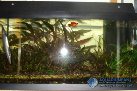 Een bakje met Platys en Vuurgarnalen