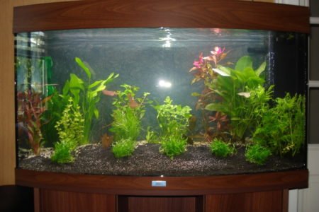 Een close up van de net beplante bak