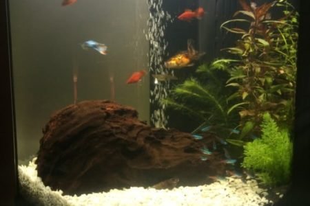 1e aquarium