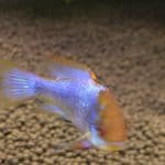 Antenne BAars Electric Blue