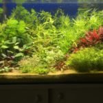 Aquarium met 9 soorten planten