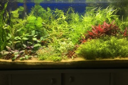 Aquarium met 9 soorten planten