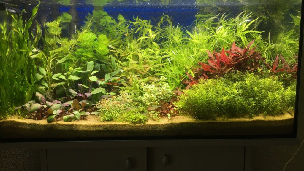 Aquarium met 9 soorten planten