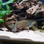 Atya gabonensis 12 cm