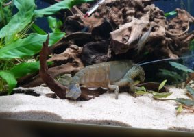 Atya gabonensis 12 cm