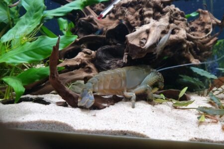 Atya gabonensis 12 cm