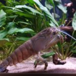 Atya gabonensis 12 cm