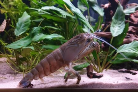 Atya gabonensis 12 cm