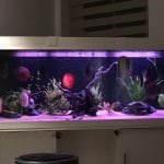 Avond discus aquarium