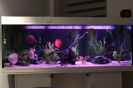 Avond discus aquarium