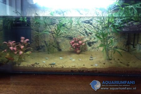 Beginnersaquarium