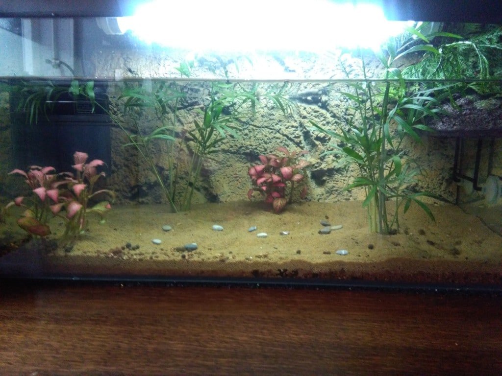 Beginnersaquarium
