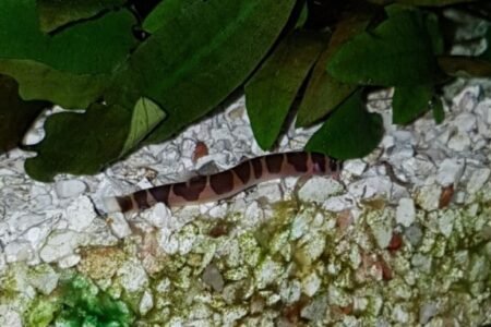 De modderkruipers doen het ook leuk