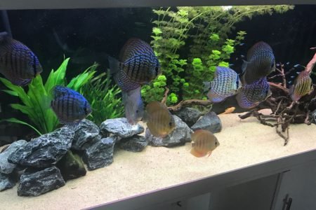 Discus