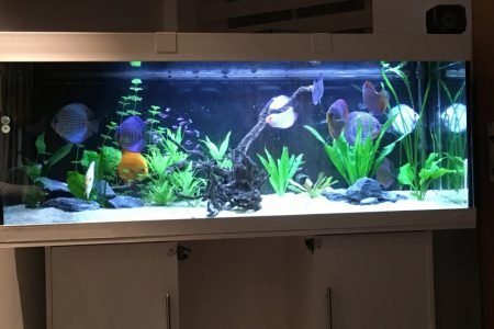 Discus aquarium