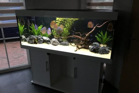Discus aquarium
