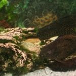 Hypostomus Plecostomus 30cm. is al 16 jr oud en knipoogt