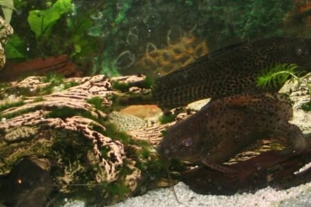 Hypostomus Plecostomus 30cm. is al 16 jr oud en knipoogt