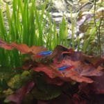 Neon Tetra