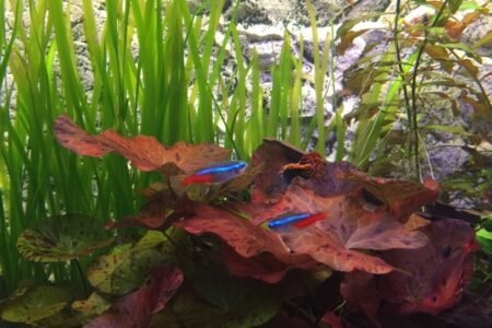 Neon Tetra
