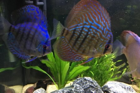 Stendker discus