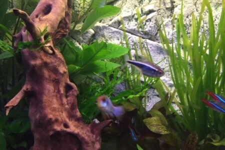 Zwarte Tera Antenne baars Neon Tetra