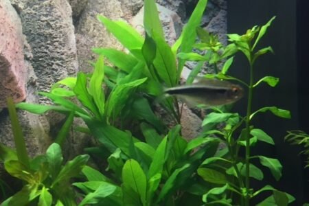 Zwarte Tetra