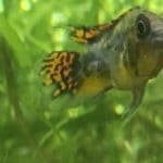 apistogramma cacatuoides