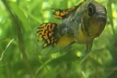 apistogramma cacatuoides