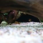 clownbotia in kokosnoot