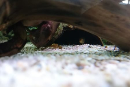 clownbotia in kokosnoot