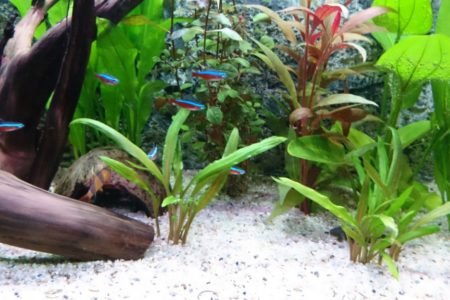 neon tetra