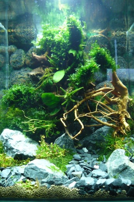 Eerste project aquascape