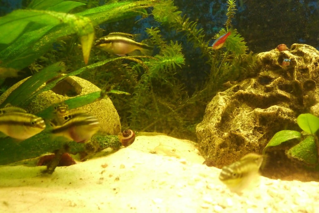 Gezelschaps aquarium
