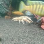 amerikaanse rivierkreeft