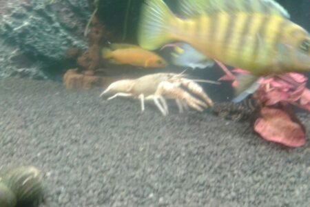 amerikaanse rivierkreeft