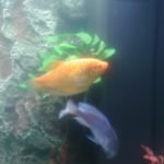 gourami met dolfijnmalawi