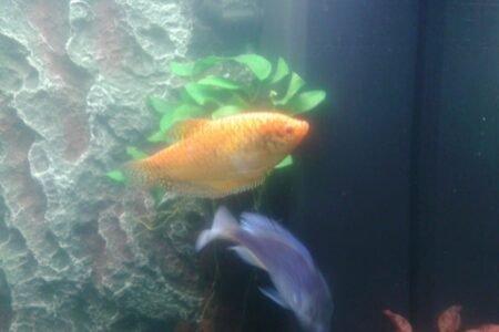 gourami met dolfijnmalawi