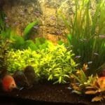 Alleen. tetras en discus vissen