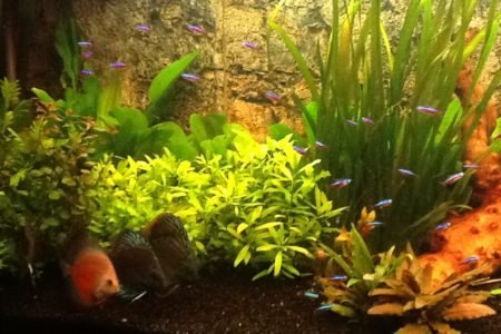 Alleen. tetras en discus vissen