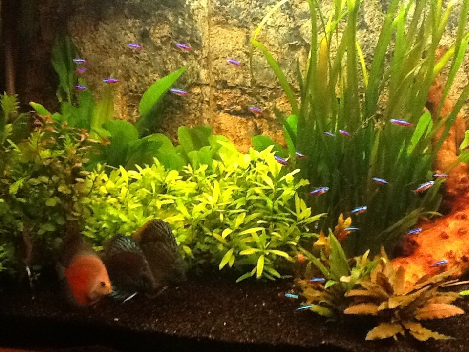 Alleen. tetras en discus vissen