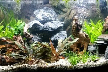 Aquarium 12 11 2016 1