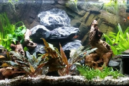 Aquarium 12 11 2016 2