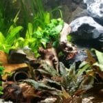 Aquarium 12 11 2016 3