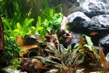 Aquarium 12 11 2016 3