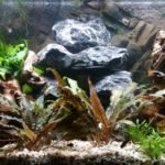 Aquarium 12 11 2016 4