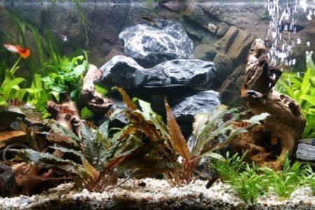 Aquarium 12 11 2016 4