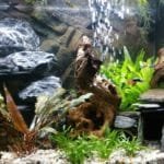 Aquarium 12 11 2016 5